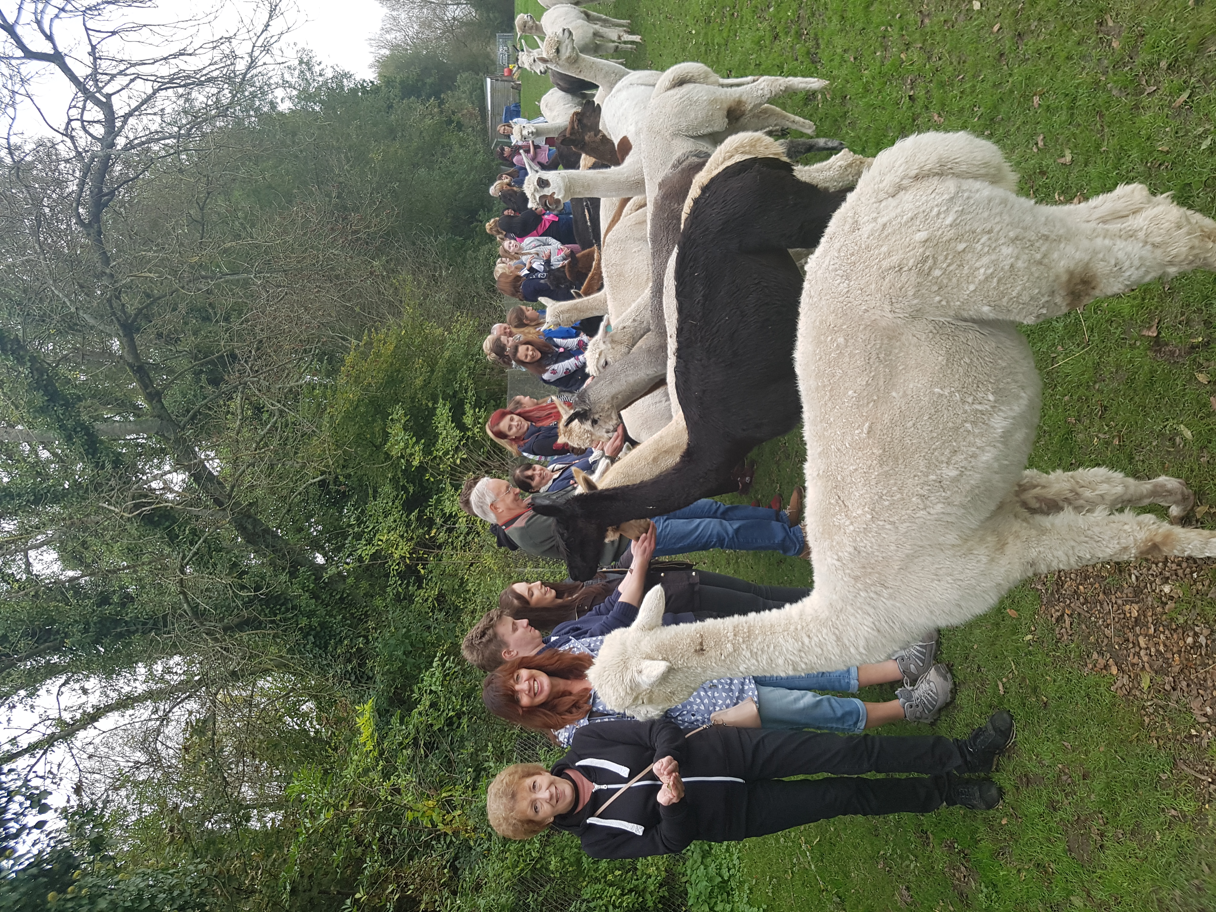 Family with Alpacas