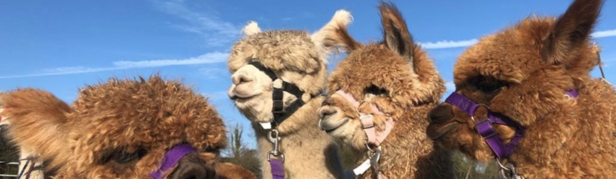 Hensting Alpacas